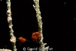 Spider mites, Crawford Lake,Ontario. Original Photo taken... by David Gilchrist 